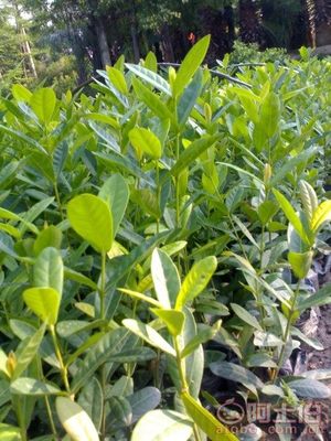 【漳州龍船花袋苗消息、基地直銷】綠化苗木,價格,廠家,供應商,花木,龍海市東泗興輝園藝場