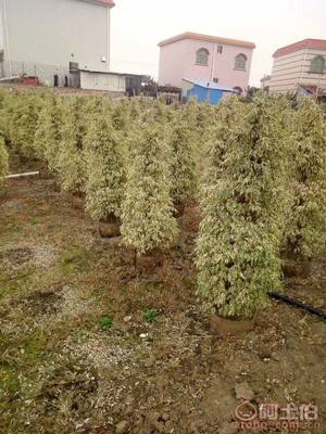 【星光榕大袋苗批發、量大優惠】綠化苗木,價格,廠家,供應商,花木,龍海市東泗興輝園藝場