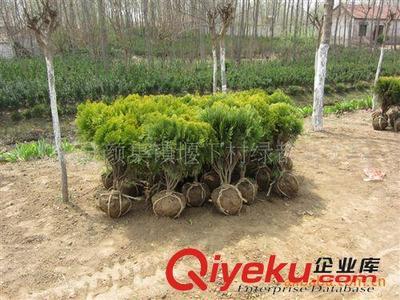 出售優(yōu)質(zhì)蔓海母月季,預定優(yōu)惠,量大更優(yōu)!圖片|出售優(yōu)質(zhì)蔓海母月季,預定優(yōu)惠,量大更優(yōu)!產(chǎn)品圖片由沭陽縣顏集鎮(zhèn)堰下村綠都苗木場公司生產(chǎn)提供-