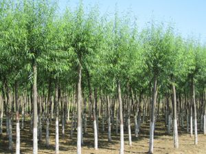 高接金葉槐價格_河北省保定綠源苗圃場出售各種物美價廉實(shí)惠的苗木產(chǎn)品_河北保定市.