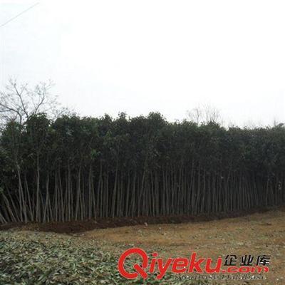 【大平原花木】供應(yīng)高桿女貞苗木金葉女貞球金葉女貞價格批發(fā)樹苗圖片|【大平原花木】供應(yīng)高桿女貞苗木金葉女貞球金葉女貞價格批發(fā)樹苗產(chǎn)品圖片由灌南縣大平原花木專業(yè)合作社公司生產(chǎn)提供-