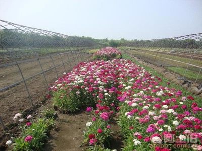 【福建泉州石竹袋苗、價格實(shí)惠】綠化苗木,價格,廠家,供應(yīng)商,花木,龍海市東泗興輝園藝場 - 產(chǎn)品庫