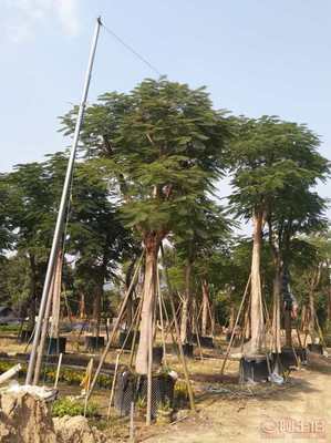 【福建漳州基地直銷袋苗移植鳳凰木,廈門鳳凰木開花】綠化苗木,價格,廠家,供應(yīng)商,花木,漳浦縣閩龍花卉種植園 - 產(chǎn)品庫
