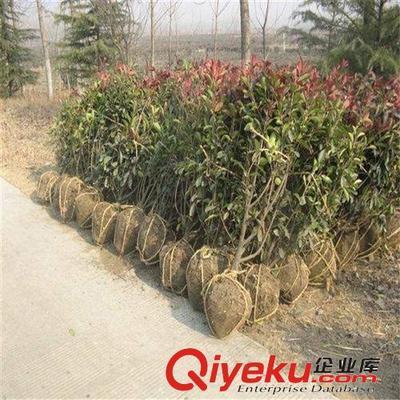 苗圃特價大量供應綠化小苗 紅葉石楠 50-80高1.1元 量大從優-沭陽國祥苗木園藝場提供苗圃特價大量供應綠化小苗 紅葉石楠 50-80高1.1元 量大從優的相關介紹、產品、服務、圖片、價格沭陽國祥苗木園藝場、綠化苗木;食用果樹;月季花卉;室內盆栽;綠化種子