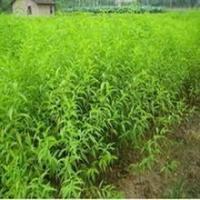 桃苗 桃樹實生苗 桃樹嫁接苗 占地大桃樹 桃苗價格[現(xiàn)貨供應]_綠化苗木_世界工廠網(wǎng)中國產(chǎn)品信息庫