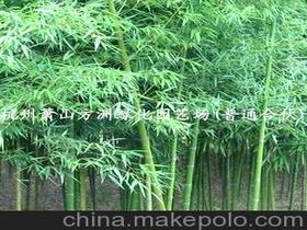 園林剛竹供應商,價格,園林剛竹批發(fā)市場 
