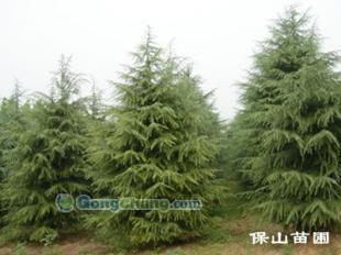 供應(yīng)雪松質(zhì)量好,價(jià)格合理,選購(gòu)就在保山苗木基地!_紡織皮革_世界工廠網(wǎng)中國(guó)產(chǎn)品信息庫(kù)