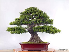 高端苗木 苗木中的 精品 ,市場(chǎng)未來(lái)的 主角
