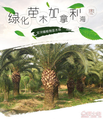 【榕翔苗木廠家供應(yīng)加拿利海棗園林景觀綠化苗木棕櫚植物】龍海市東泗鄉(xiāng)左岸花木場(chǎng) - 產(chǎn)品庫