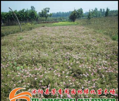 基地直銷花灌木品種紅花繡線菊價(jià)格低廉(圖)