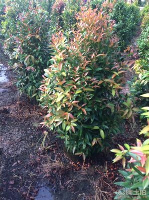 【江西綠化苗木袋苗紅車、農(nóng)戶種植】綠化苗木,價(jià)格,廠家,供應(yīng)商,花木,龍海市東泗興輝園藝場(chǎng) - 產(chǎn)品庫