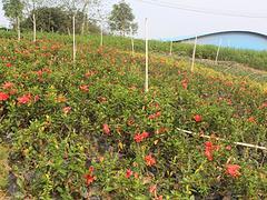 廣西盆栽花卉哪里有--廠家直銷南寧花卉苗木,哪里有賣(南寧花卉苗木,南)--南寧市碧桂花木場(chǎng)