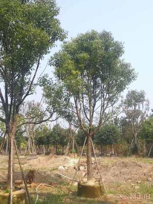 【全冠香樟袋苗供應、種植基地直銷、價格實惠】綠化苗木,價格,廠家,供應商,花木,龍海市東泗興輝園藝場 - 產品庫