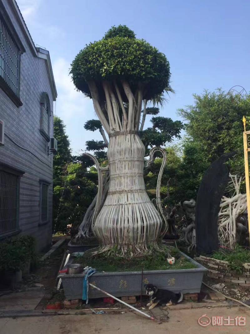 【造型小葉榕供應、基地直轄、造型優美】綠化苗木,價格,廠家,供應商,花木,龍海市東泗興輝園藝場 - 產品庫