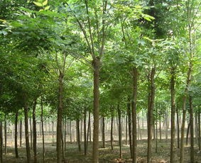 河北恒運苗木基地批發(fā)供應紅葉碧桃,國槐基地,白蠟基地,旱柳基地