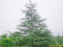 供應雪松,廣玉蘭,白玉蘭等綠化苗木 花卉世界網(wǎng) 中國最大花卉 苗木采購 苗木報價 苗木交易平臺