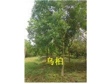 雨陽(yáng)苗木基地 樸樹 產(chǎn)品展示