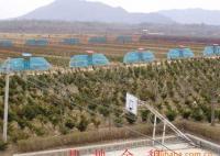 東北紅豆杉1-30年生 灌木、喬木 均有銷售[供應(yīng)]_綠化苗木_世界工廠網(wǎng)中國(guó)產(chǎn)品信息庫(kù)