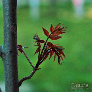 【香椿樹(shù)苗多0.7香椿苗批發(fā)廠家香椿苗有賣(mài)1公分香椿】泰安乾佑源苗木專(zhuān)業(yè)合作社 - 產(chǎn)品庫(kù)