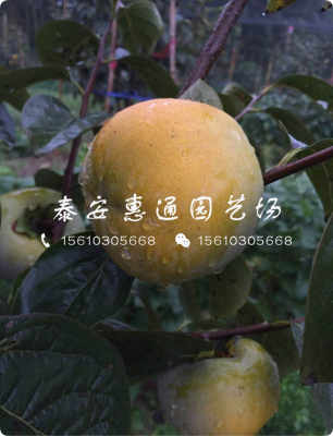 黑色柿子樹(shù)苗生產(chǎn)廠(chǎng)家 黑色柿子樹(shù)苗訂購(gòu)優(yōu)惠新聞